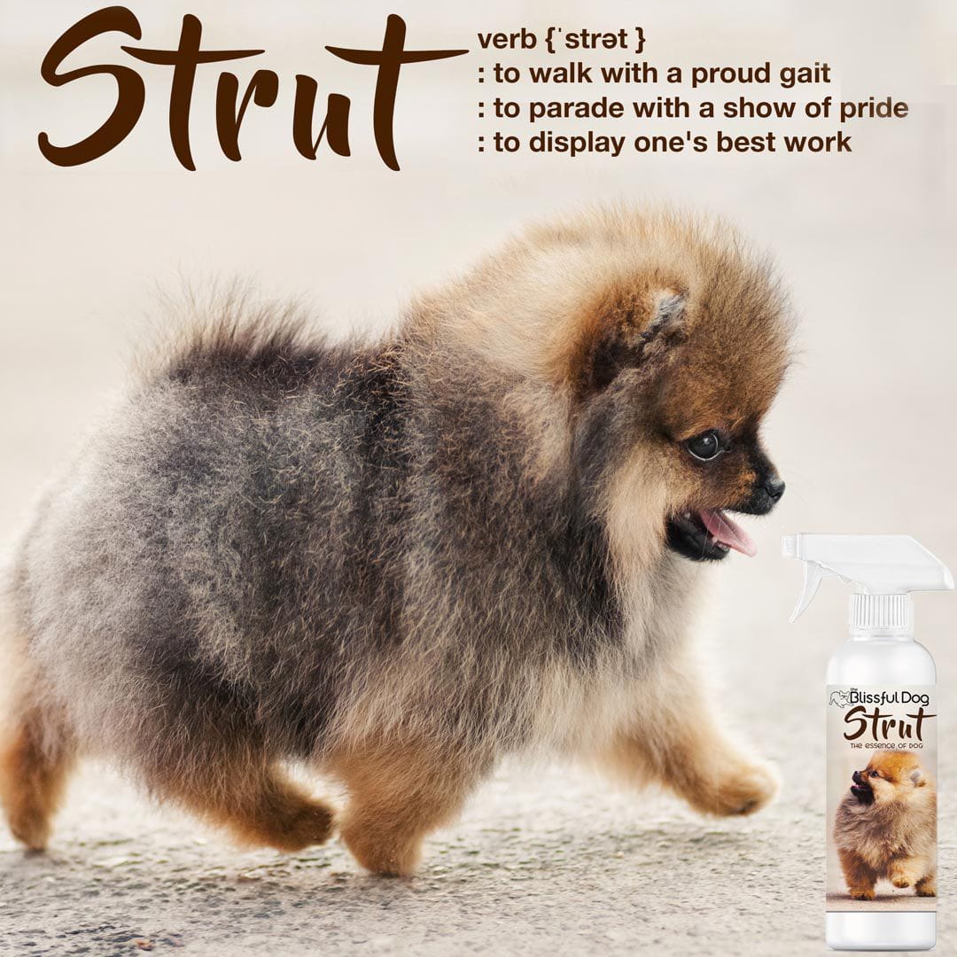 Strut Dog Cologne